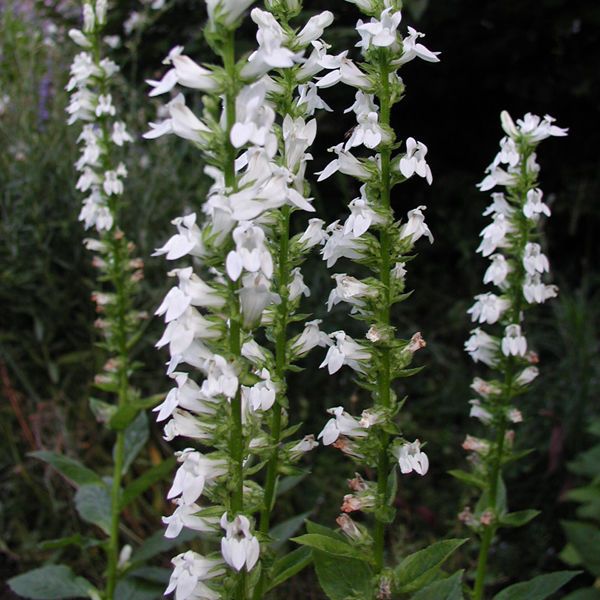 LOBELIA siphilitica Alba (1367)